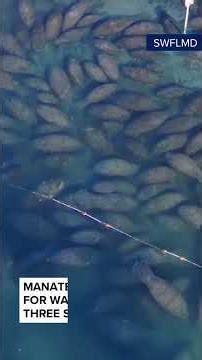 Manatees huddle together at Three Sisters Springs in Crystal River