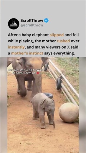 Baby elephant falling & mom rushing over is making me cry 🐘❤️ #wholesome