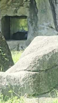 Chimpanzee/Pan troglodytes/Taipei Zoo