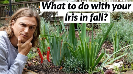Do this before winter to keep bearded irises healthy