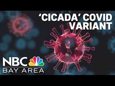 New ‘Cicada' COVID variant raises concerns as summer approaches