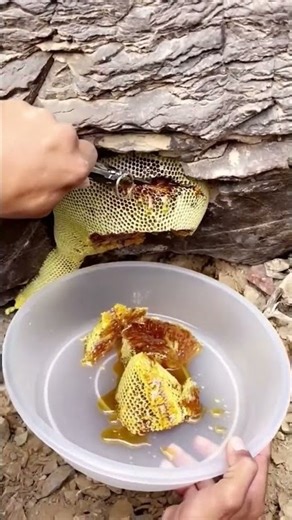 Collecting process of wild honeycomb
