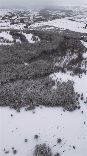 Snow Covered Trees for Relaxation 🌲🤍