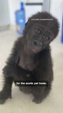 One gorilla's journey from illegal traffickers to the wild