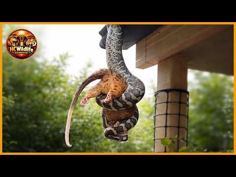 Snake Encounters in the Wild: Rare Moments You Don’t Often See | Wildlife Documentary