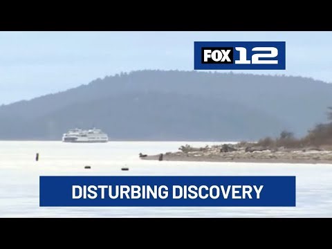 Dead foxes found on Washington shores identified as legally purchased animals, no charges expecte...