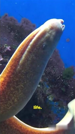 This Eel Looks Fake… Until It Attacks 😳🐍