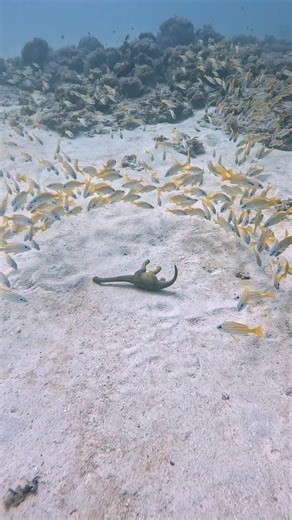 Curious Yellow Snappers