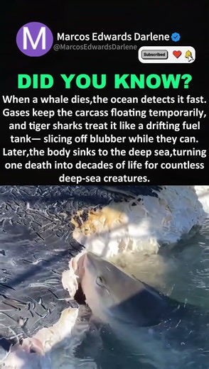 Whale Fall: One Death Feeds the Ocean #marineecosystems #oceanfacts #marinebiology #marinewildlife