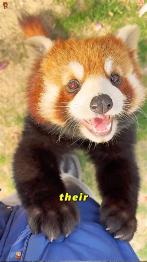 "This is why red pandas are so fascinating #redpanda #animals #fypジviral"