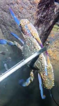 Catching Alien-Like Fish in the Deep Sea 🤯