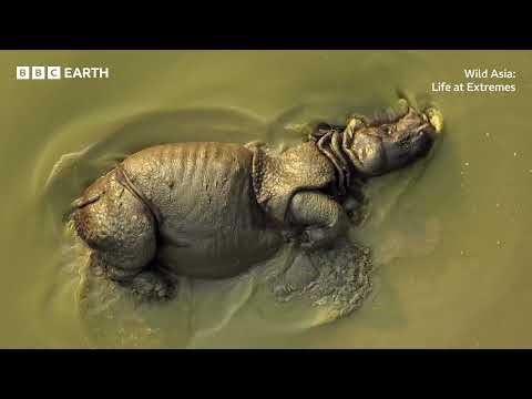 Wild Asia: Life at Extremes | BBC Studios