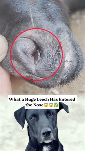 What a Huge Leech Has Entered the Nose.#GoatCare #LeechRemoval #AnimalRescue #AnimalCare #shorts