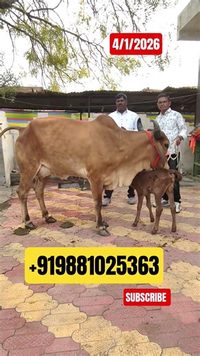 Gir Cow Creates Trader Rush in Market | High Demand January 4, 2026