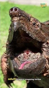 Alligator Snapping Turtle,The Most Dangerous Turtle You Should Never Touch #turtle #animalfacts