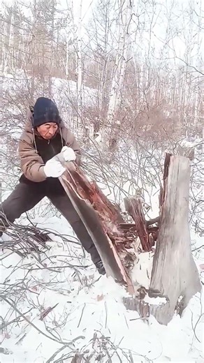 Frozen Fracture: The Manual Break of a Winter-Weakened Stump