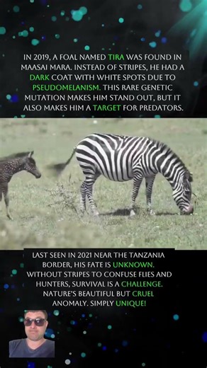 POLKA DOT zebra!