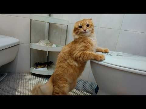 Funny Cat Videos 😂 Hilarious Orange Cats That Will Make You Laugh Out Loud And Find Peace 😺