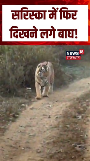 Tiger Viral Video : 1 अक्टूबर से फिर खुलेगा सरिस्का, पर्यटकों को दिखेंगे Tiger! | n18S | Top News |