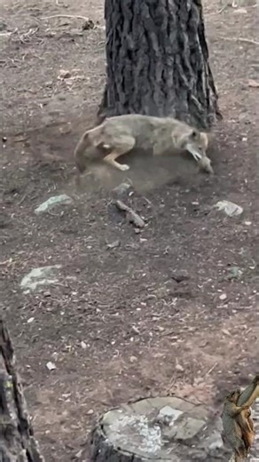 coyote chasing squirrels