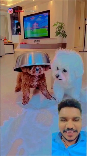 😂 Poodle's carrot juice surprise! Bichon becomes a walking carrot! 🥕🐶 #shorts #funnydogs #dogcomedy
