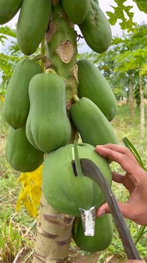 Papaya Latex Is Worth Money
