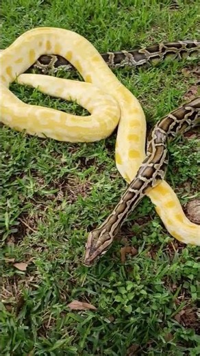 Burmese python Handling Tips and tricks. #reptiles