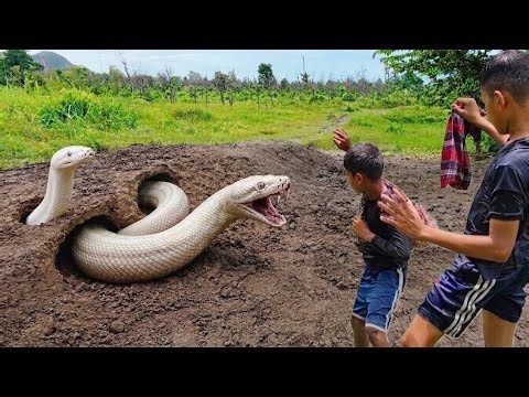GIANT ANACONDA ATTACKS TWO BROTHERS IN THE JUNGLE | TERRIFYING ANACONDA SNAKE ATTACK.#anaconda