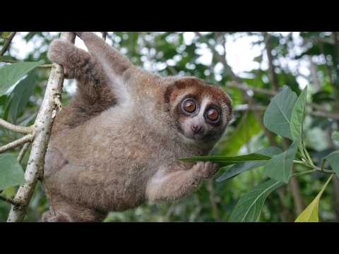 Bangka Slow Loris! A “Lost Primate” Has Been Rediscovered After Nearly 100 Years!