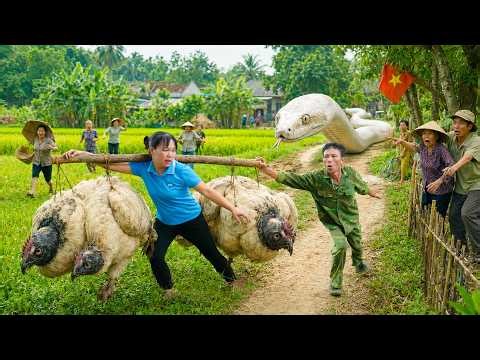 72 Hours Survival: Giant Python Ambush While Catching 20KG Wild Chickens & Harvest Lychees for Sell