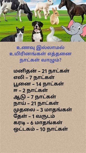 Animal Pregnancy Duration Explained 🐘🐄 Amazing Nature Facts