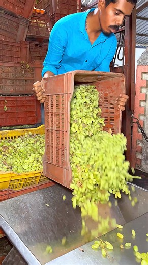 Wine making Inside factory | Factory Made India