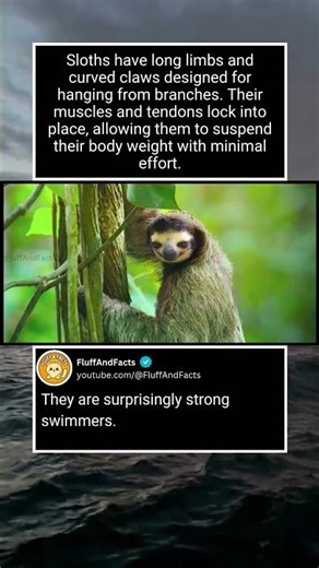 Sloth Adaptations