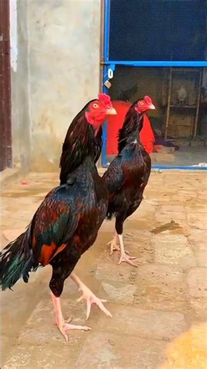 Aseel Fight#aseelbirds #aseelmurga #birds #yiutubeshort