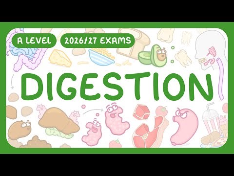 A-Level Biology - Digestion - Physical & Chemical | Structure of Digestive System (2026/27 exams)
