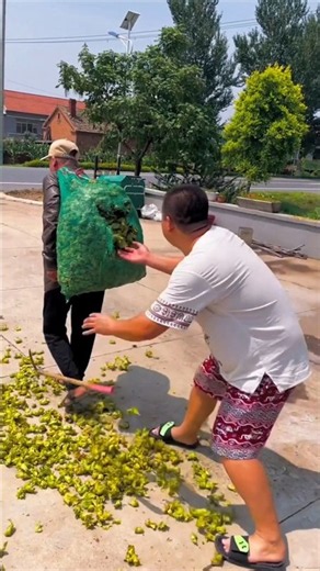 Fresh hazelnut harvest with rural farmers activity | Amazing hazelnut farming #harvest #farming