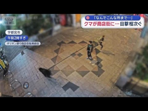クマが商店街に 目撃相次ぐ「なんでこんな所まで…」 宇都宮市【スーパーJチャンネル】(2026年6月7日)