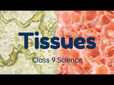 Tissues chapter 3 from #exploration NCERT 