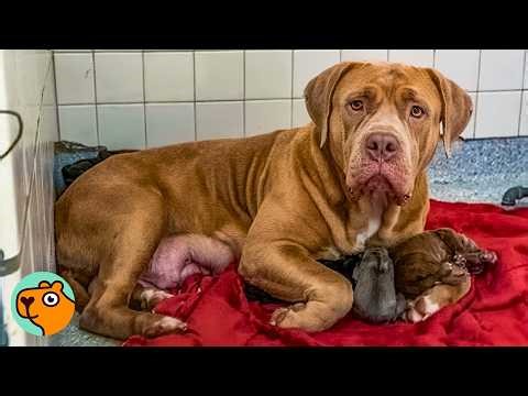 Dog Becomes Mom To 7 Puppies That Aren’t Even Hers | Cuddle Buddies
