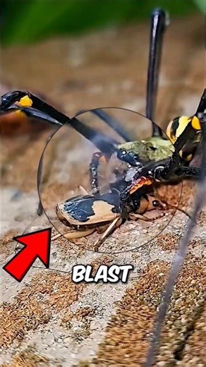 Bug Explodes To Survive!! #Shorts #Wildlife