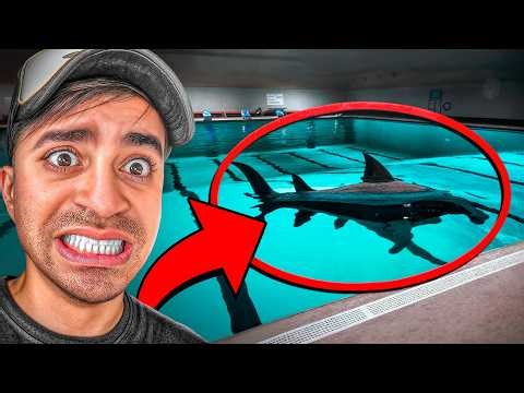 سبحت مع قرش !!