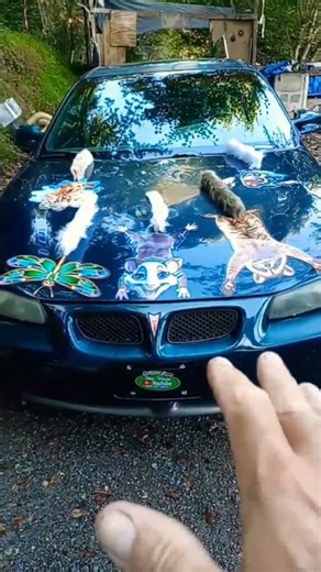 shop weasel's:hood critter's.your car doesn't need a tune-up!you do!hood critter's will get ya fixed