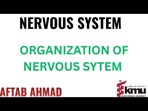 Overview of the Nervous System