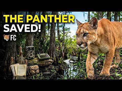 Saving the Florida Panther from Extinction