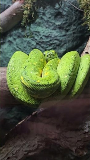 Why the Green Tree Python is the Ultimate "Gothic" Pet for Experts