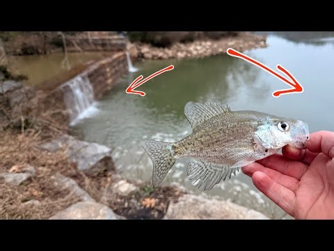 This spillway was LOADED with crappie!! (Winter Crappie fishing techniques)