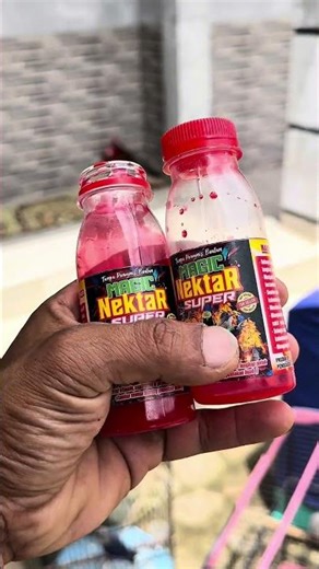 nextar super penggacor burung #burung #kicaumania #shorts #burunggacor