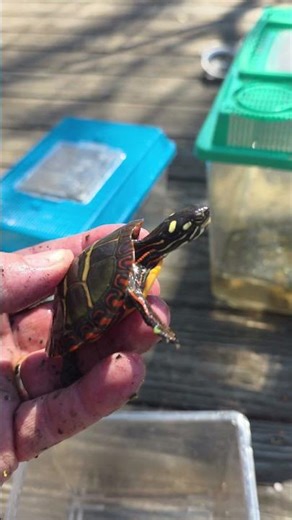 A beautiful baby Painted Turtle.