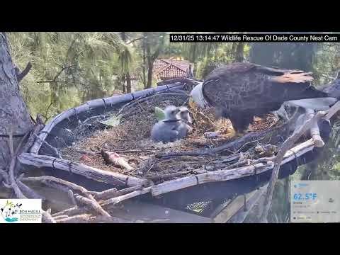 Bald Eagle - WRDC Eagle Nest Cam 31.12.2025 13:05