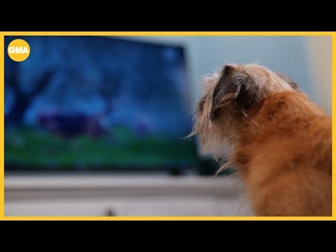 What is dog TV and how can it affect your pet?
